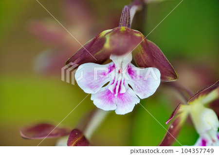 在花壇栽培的埃賓春天盛開的粉紅色花朵 104357749