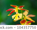 埃賓黃花在春天盛開在花壇裡栽培 104357750