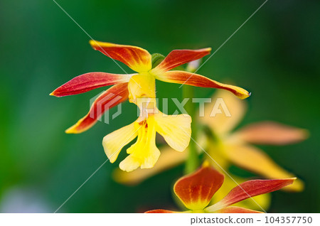 埃賓黃花在春天盛開在花壇裡栽培 104357750