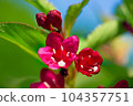 花壇栽培的威格拉霍滕西斯春天盛開的紅色花朵 104357751