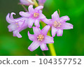 粉紅色的花朵在春天盛開的 scilla 生長在花壇裡 104357752
