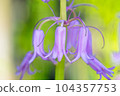 粉紅色的花朵在春天盛開的 scilla 生長在花壇裡 104357753