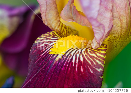 德國鳶尾春天盛開的五顏六色的花朵在花壇裡生長 德國鳶尾春天盛開的五顏六色的花朵在花壇裡生長 104357756