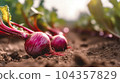 A close up of sweet red turnip plant in plantation 104357829