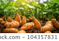 A close up of sweet potato plant in plantation 104357831