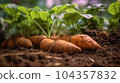 A close up of sweet potato plant in plantation 104357832
