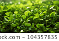 A close up of Watercress on the plantation 104357835