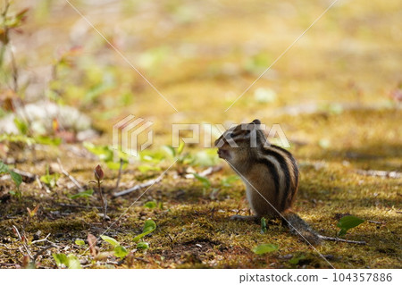 A cute chipmunk with a rich expression A cute chipmunk with a rich expression 104357886