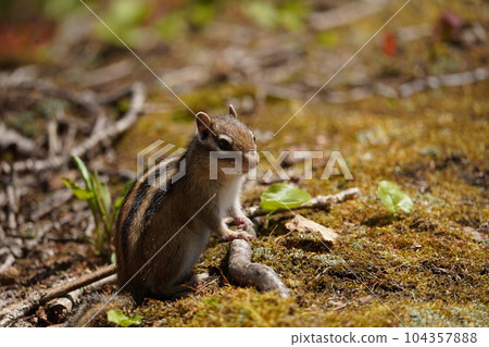 A cute chipmunk with a rich expression A cute chipmunk with a rich expression 104357888