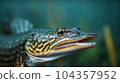 Pike Fish in the river 104357952
