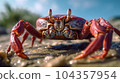 sea crab on the sand by the beach 104357954