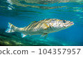 Snook Fish in the blue sea 104357957