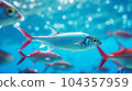 Tetra fish and their schools in the blue ocean 104357959