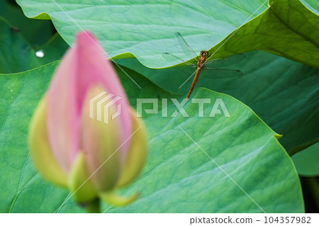 蜻蜓停在荷葉上 104357982
