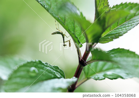 Praying mantis larva perching on a peppermint leaf 104358068