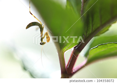 螳螂幼蟲棲息在薄荷葉上 104358072