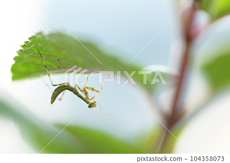 一隻螳螂幼蟲棲息在薄荷葉上，舔著它的觸角 104358073