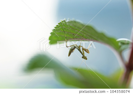 螳螂幼蟲棲息在薄荷葉上 104358074