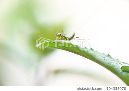 Praying mantis larva perching on a peppermint leaf 104358078