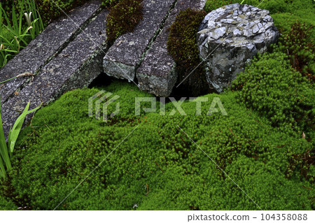 Tofukuji Temple Opening Garden 104358088