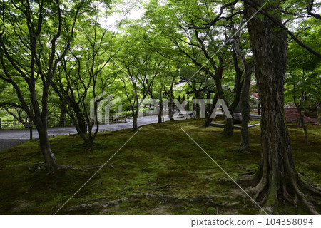 Tofukuji新鮮綠色 104358094