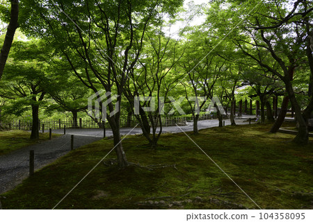 Tofukuji Fresh green Tofukuji Fresh green 104358095