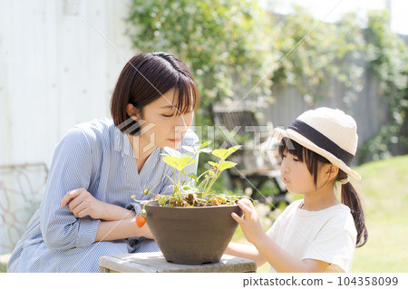 Photo of a parent and child growing strawberries Photo of a parent and child growing strawberries 104358099