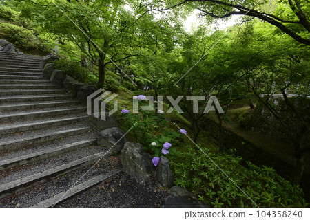Tofukuji Temple Hydrangea and fresh green Tofukuji Temple Hydrangea and fresh green 104358240