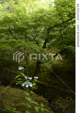 Tofukuji Temple Hydrangea and fresh green 104358248