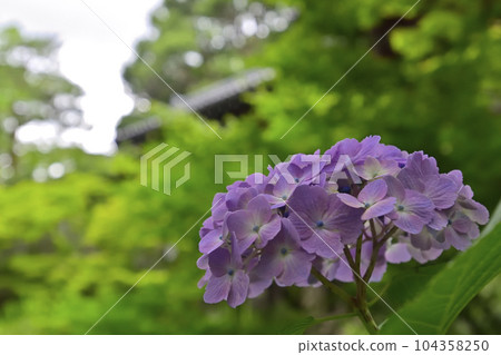 Tofukuji Temple Hydrangea and fresh green Tofukuji Temple Hydrangea and fresh green 104358250