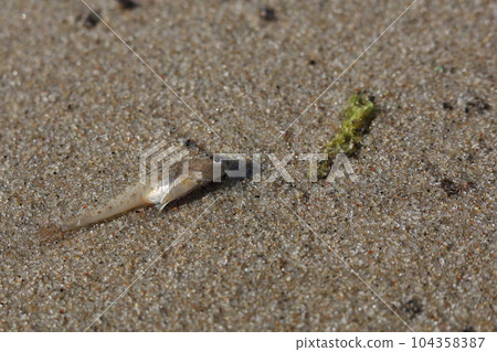 A little fish lying on a sandy beach - has died A little fish lying on a sandy beach - has died 104358387