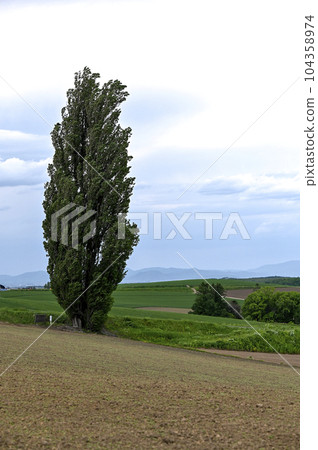 A tree standing on a hill 104358974
