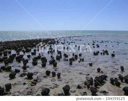 Stromatolite 104359125