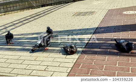 鴿子在樹蔭下休息 104359220