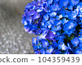 Hasedera Hydrangea 104359439