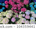 Hasedera Hydrangea 104359441