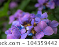 Hasedera Hydrangea 104359442