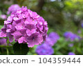 Hasedera Hydrangea 104359444