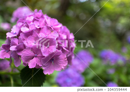 Hasedera Hydrangea 104359444