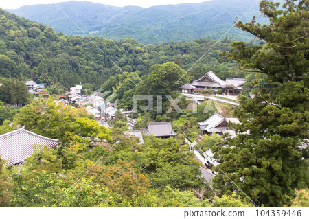 Hasedera Hydrangea 104359446