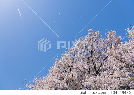 Cherry blossoms in full bloom Falling cherry blossoms and contrails 104359480