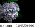 Hasedera Hydrangea 104359490