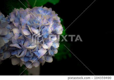 Hasedera Hydrangea 104359490