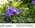 Hasedera Hydrangea 104359492