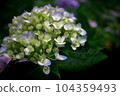 Hasedera Hydrangea 104359493