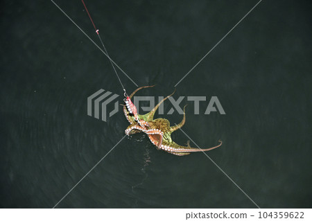 Octopus floating on water 104359622