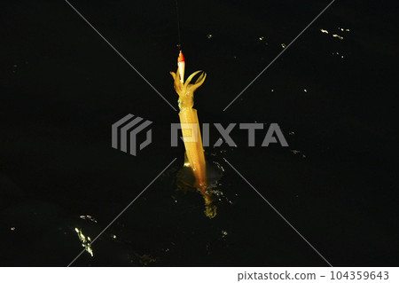 Raising a squid holding a lure from the surface of the sea Raising a squid holding a lure from the surface of the sea 104359643