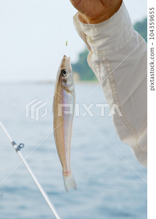 船捕獲的魚 船捕獲的魚 104359655