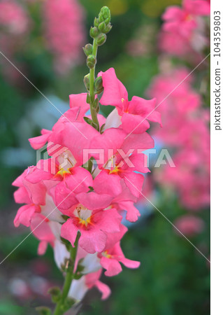 Goldfish (goldfish grass) 104359803