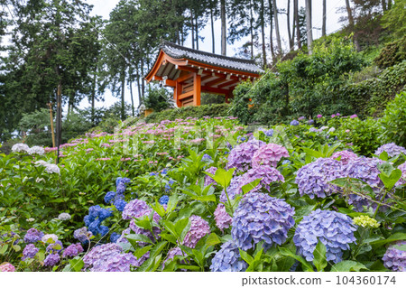 繡球花盛開的三室戶寺（京都府宇治市古堂滋谷） 104360174
